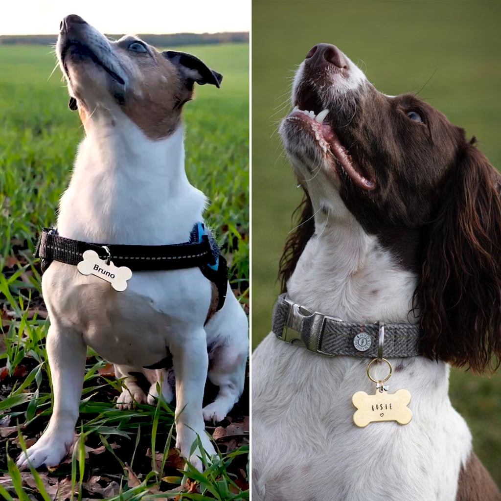 Bone Dog Tag: Hollow Paw, Engraved Pet ID, Stainless Steel
